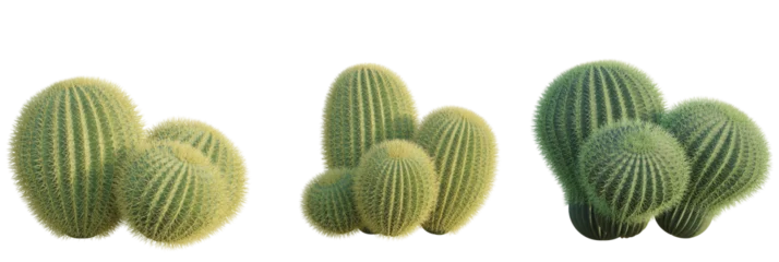 Acrylglasbilder Kaktus Echinocactus grusonii tree plan, top view, cutout, transparent background, isolate, Golden barrel cactus cluster thrives, bringing desert beauty indoors  © DH Tree Stock