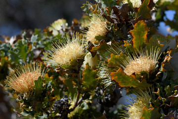 Yellow and orange flowers of the Western Australian native Urchin Dryandra, Banksia undata, formerly Dryandra praemorsa, family Proteaceae. Endemic to open forest of south west Western Australia