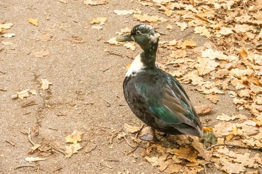 Duck walking on path with fallen autumn leaves