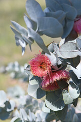 Large pink blossoms and silver leaves of the Western Australian native Rose Mallee, Eucalyptus rhodantha, family Myrtaceae. Endemic to south west Western Australia. Flowers winter to spring