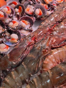 Fresh sea scallops and tiger prawns displayed on ice at a seafood market. Raw shellfish and crustaceans, perfect for culinary and gourmet food themes.