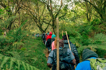 A group of hikers in the forest at Mount Muhabura in Mgahinga Gorilla National park in Uganda