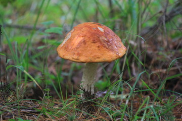 mushroom in the forest