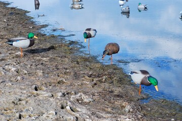 Fototapete bei efototapeten.de bestellen   