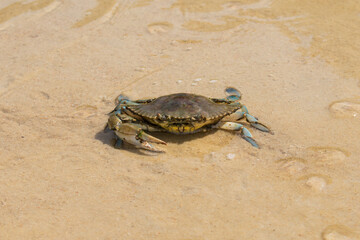 Blue crab (Callinectes sp.) at Lagoinha do Leste - Florianopolis, Brazil