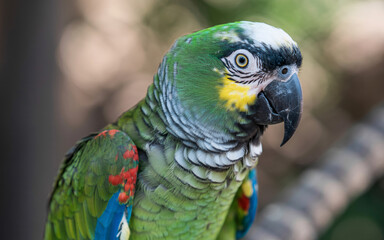 Obraz premium Vibrant green parrot portrait with striking plumage details, bringing nature's beauty to any project, perfect for conservation themes and exotic animal content