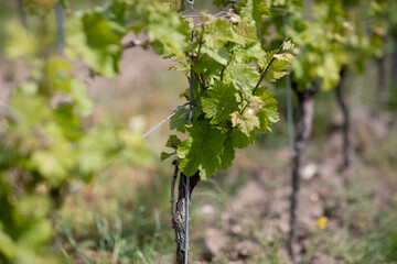 Rolling vineyard landscape in the Palatinate region near Bad D&uuml;rkheim, Germany, showing rows of grapevines across gentle hills under natural daylight.
