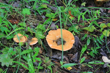 saffron milk cap mushrooms in green grass