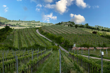 Spring landscape of vineyards near Bad D&uuml;rkheim, Germany, under bright sunlight, with fresh green rows of vines and clear blue sky.