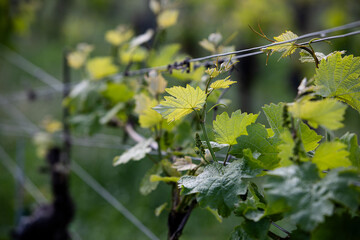 Rolling vineyard landscape in the Palatinate region near Bad D&uuml;rkheim, Germany, showing rows of grapevines across gentle hills under natural daylight.