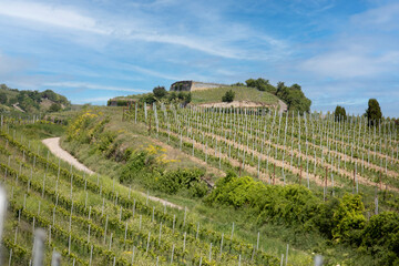 Spring landscape of vineyards near Bad D&uuml;rkheim, Germany, under bright sunlight, with fresh green rows of vines and clear blue sky.