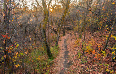 Fototapeta premium A walk in the woods in autumn