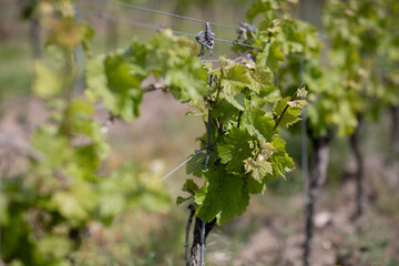 Rolling vineyard landscape in the Palatinate region near Bad D&uuml;rkheim, Germany, showing rows of grapevines across gentle hills under natural daylight.