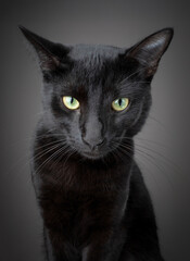 Funny studio portrait of a black cat with a skeptical, mischievous expression against a dark background.