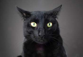 Funny studio portrait of a black cat with a skeptical, mischievous expression against a dark background.