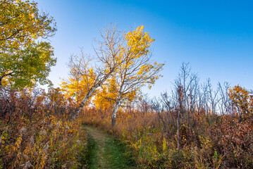 Fototapeta premium A walk in the woods in autumn