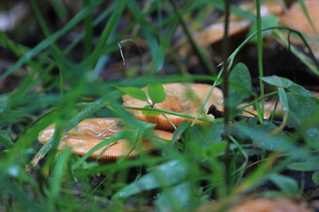 red pine mushroom in a summer forest
