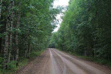 Obraz premium Dirt road in a summer forest