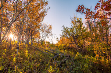 Fototapeta premium A walk in the woods in autumn