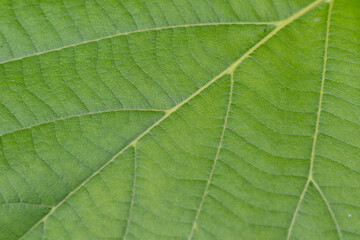 Experience the vibrant detail of a fresh green leaf, ideal for nature backgrounds and organic textures