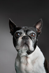 Boston Terrier, old dog, studio portrait, close-up, expressive eyes, black and white fur, gray muzzle, soft lighting, detailed texture, dignified expression