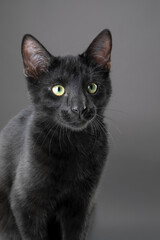 Studio portrait of a black cat with glossy fur, isolated against a clean background, highlighting elegant features, intense eyes, and a calm, mysterious expression.