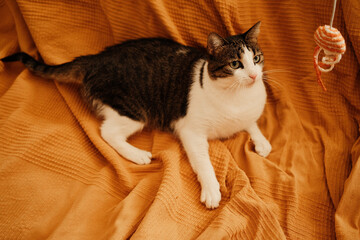 Attentive domestic cat looking at a toy hanging above, ready to play. Warm tones of the orange blanket emphasize the cozy home feeling.
