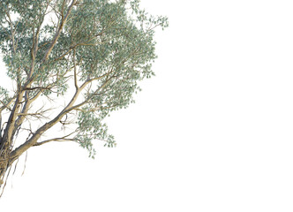 Eucalyptus chapmaniana  tree corner view, cutout, transparent background, isolate, Eucalyptus tree branch with delicate leaves for design overlays