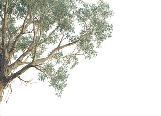 Eucalyptus chapmaniana  tree corner view, cutout, transparent background, isolate, Majestic eucalyptus tree branches with soft light for calm nature scenes