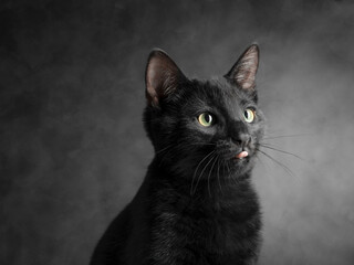 Studio portrait of a black cat with glossy fur, isolated against a clean background, highlighting elegant features, intense eyes, and a calm, mysterious expression.