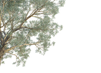 Eucalyptus chapmaniana tree coner view, cutout, branch with leaves isolated on white background
