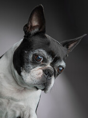 Boston Terrier, old dog, studio portrait, close-up, expressive eyes, black and white fur, gray muzzle, soft lighting, detailed texture, dignified expression