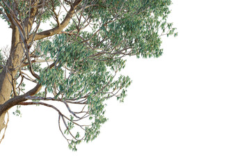 Eucalyptus macarthurii  tree corner view, cutout, transparent background, isolate, Detailed eucalyptus tree branches with light green leaves and textured bark
