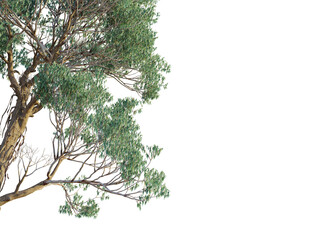 Eucalyptus macarthurii  tree corner view, cutout, transparent background, isolate, Detailed view of leafy branches from a large eucalyptus tree © DH Tree Stock