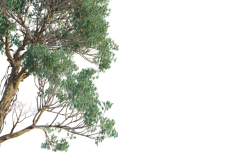 Eucalyptus macarthurii  tree corner view, cutout, transparent background, isolate, Detailed view of leafy branches from a large eucalyptus tree