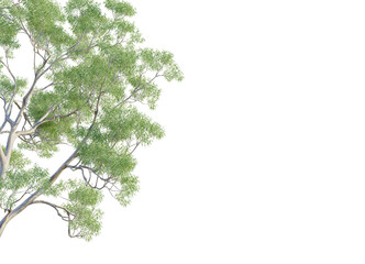 Eucalyptus saligna  tree corner view, cutout, transparent background, isolate, Lush green eucalyptus tree branches with delicate leaves © DH Tree Stock