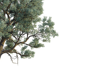 Eucalyptus sideroxylon  tree corner view, cutout, transparent background, isolate, Detailed view of a lush green tree canopy with textured bark