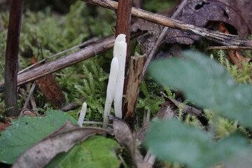 A club fungus (Clavulina) in the British countryside in autumn