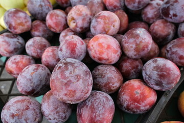 PLum  fruits display a frosty or dusty bloom on their skin—a natural sign of freshness.