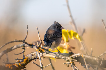 Dark eyed junco In autumn