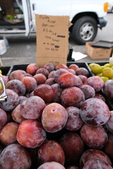 PLum  fruits display a frosty or dusty bloom on their skin—a natural sign of freshness.