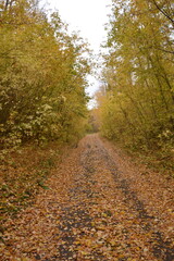 Obraz premium Sunlight streaming through yellow trees on quiet forest path.