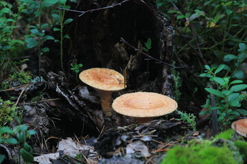 Fototapeta premium mushrooms in the forest