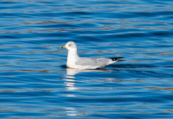 Ring billed gull in water
