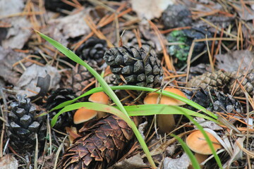 A natural still life of mushrooms and pine cones in a summer forest