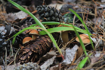 A natural still life of mushrooms and pine cones in a summer forest