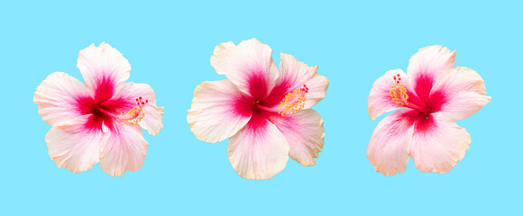 Hibiscus flowers isolated on blue background for design element