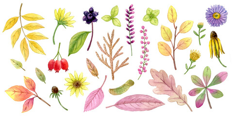 Watercolour autumn leaves plants and flowers collection. Colorful autumn plants in beautiful set for print, element design, textile, label, stickers, fabric, invitation, greeting card, wrapping paper.