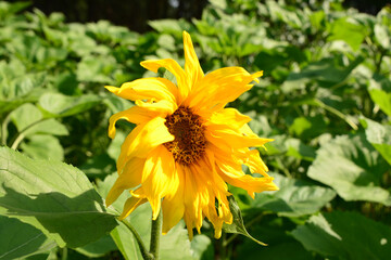 Golden Sunflower in a Lush Green Field on a Sunny Day