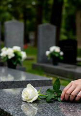 Hand placing white rose on gravestone in peaceful cemetery  